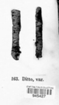 Tympanis prunastri image